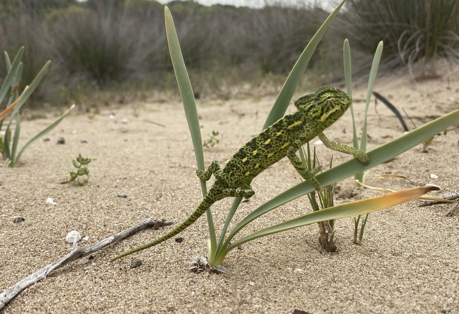 Aφρικανικός χαμαιλεόντας σε παραλία της βορειοανατολικής Πελοποννήσου