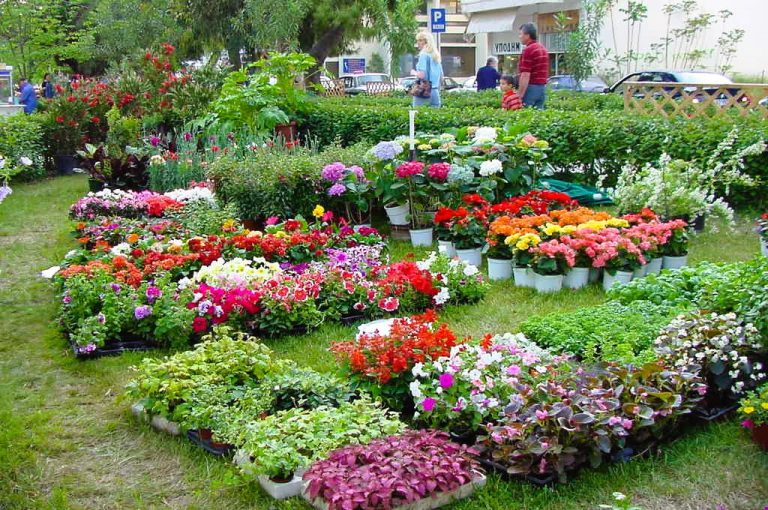 Aμαλιάδα: Στις 16 Μαΐου ξεκινά η μεγάλη Πανηλειακή Ανθοκομική Έκθεση