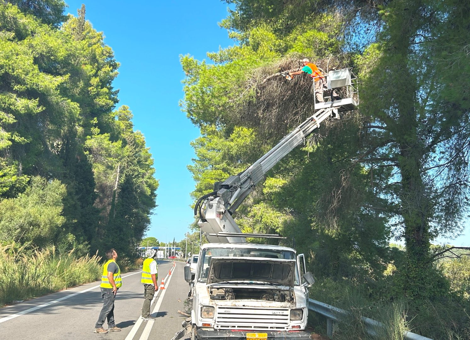 Π.Ε. Ηλείας: Απομάκρυνση επικίνδυνων πεύκων στην Ε.Ο.  Πύργου – Κυπαρισσίας