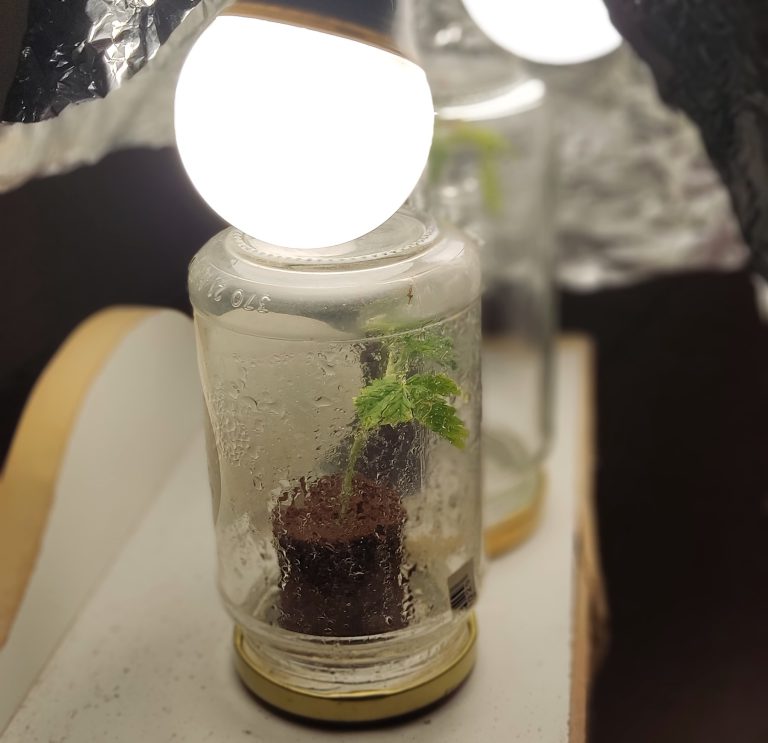 Ηλεία: Η... on the road σύλληψη έφερε στην «επιφάνεια» υδροπονική καλλιέργεια κάνναβης σε σπίτι στην Πάτρα