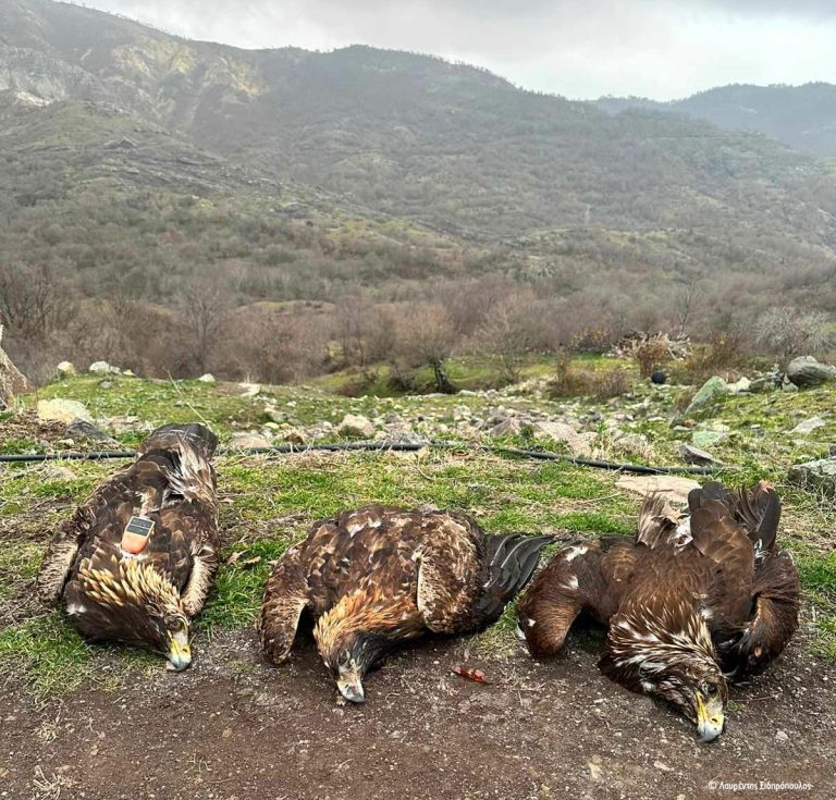 Oι αετοί δεν πεθαίνουν στον αέρα