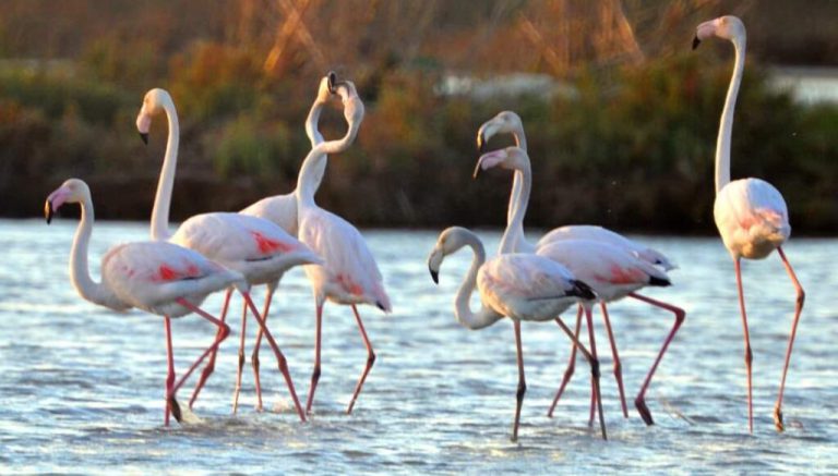 Παραγωγική αξιοποίηση για την περιβαλλοντική αναβάθμιση της λιμνοθάλασσας Kοτυχίου