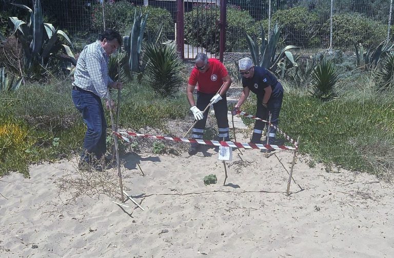 Κατάκολο: Ο δήμαρχος Πύργου τοποθετεί σήμανση σε φωλιά καρέτα-καρέτα