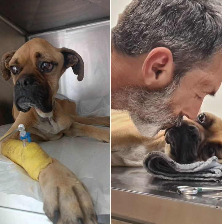 Ζαχάρω: Ξεψύχησε το θηλυκό boxer που είχε βρεθεί σε άθλια κατάσταση