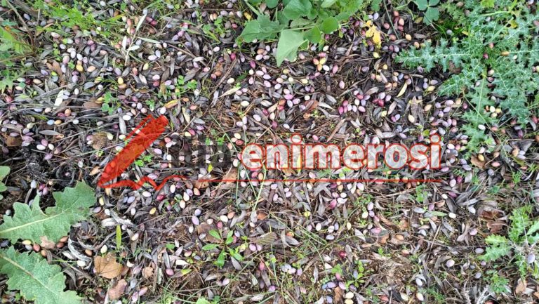 Ηλεία: Zημιές και προβλήματα από τους θυελλώδεις ανέμους στον Πύργο και την ευρύτερη περιοχή (pics)