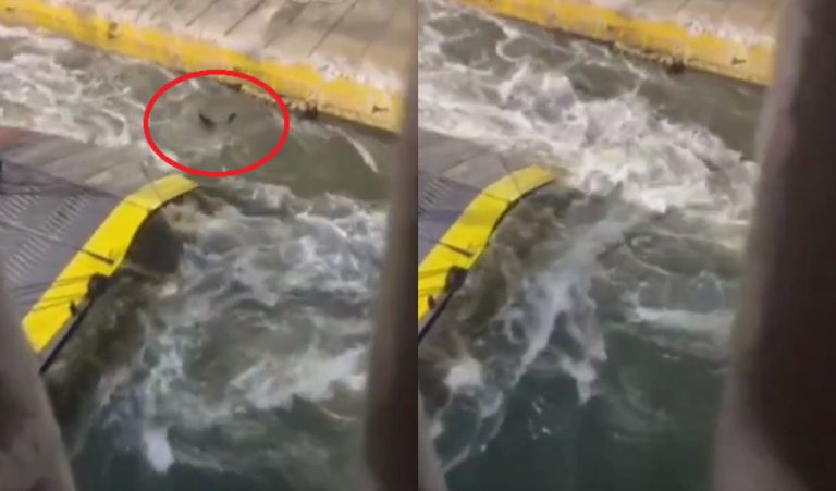 Τραγωδία στον Πειραιά: Τον έσπρωξαν από τον καταπέλτη του Blue Horizon - Συνελήφθησαν καπετάνιος και πλήρωμα για τον 36χρονο που πνίγηκε (βίντεο) (upd)