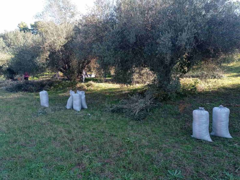 Δήμος Ανδρίτσαινας - Κρεστένων: Θα διαθέσει και φέτος φρέσκο λάδι στους άπορους