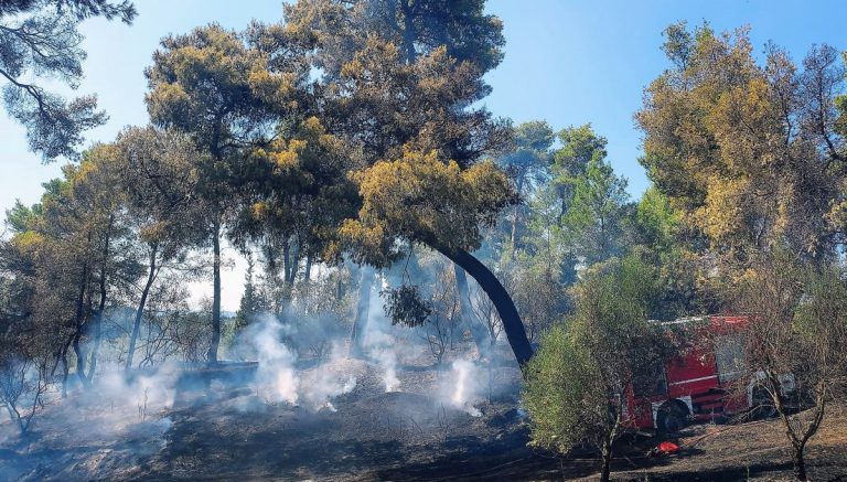 Ηλεία: Πήγαν... περίπατο οι συστάσεις για αποφυγή καύσεων - Απειλήθηκε δασική έκταση στο Σμίλα Oλυμπίας