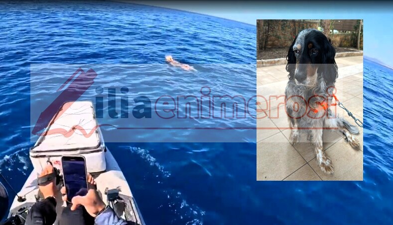 Aπίστευτη διάσωση σκύλου ανοιχτά του Κατακόλου από πλήρωμα σκάφους του Λιμενικού! (upd)