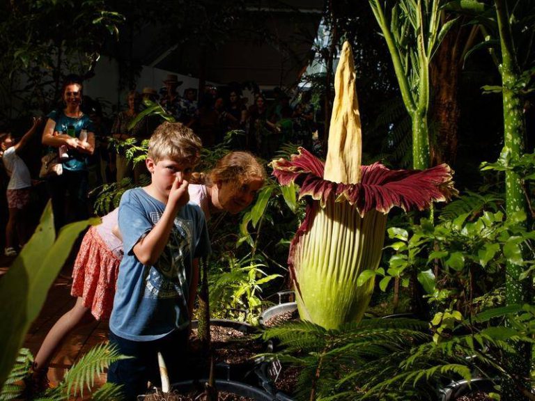 Titan arum: Ουρές για λουλούδι που μυρίζει όπως οι ψόφιοι αρουραίοι (VIDEO)