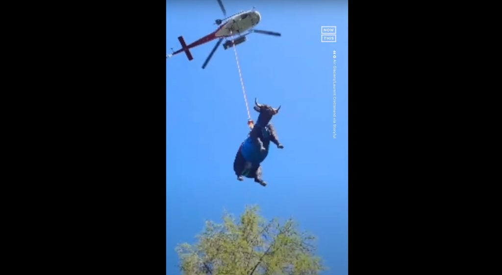 Ελβετία: Αεροδιακομιδή αγελάδας επειδή έσπασε το πόδι της... (βίντεο)