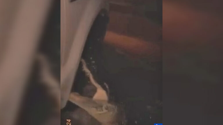 Τυφώνας Milton: Απίστευτο βίντεο - Αλιγάτορες βγήκαν στους πλημμυρισμένους δρόμους