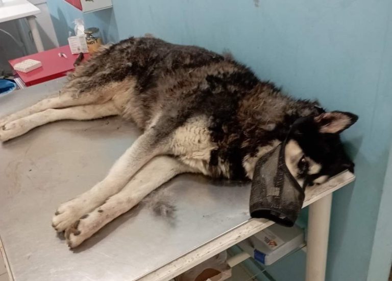 Αράχωβα: Ανατροπή... θύμα αγέλης σκύλων ο Όλιβερ