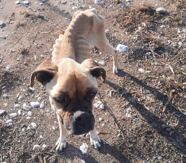 Ζαχάρω: Φιλοζωικό SOS για σκελετωμένο θηλυκό boxer