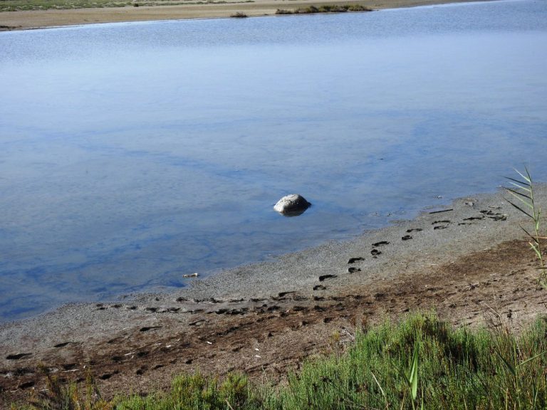Αλυκές Λεχαινών: Η Caretta – caretta που δεν τα κατάφερε…
