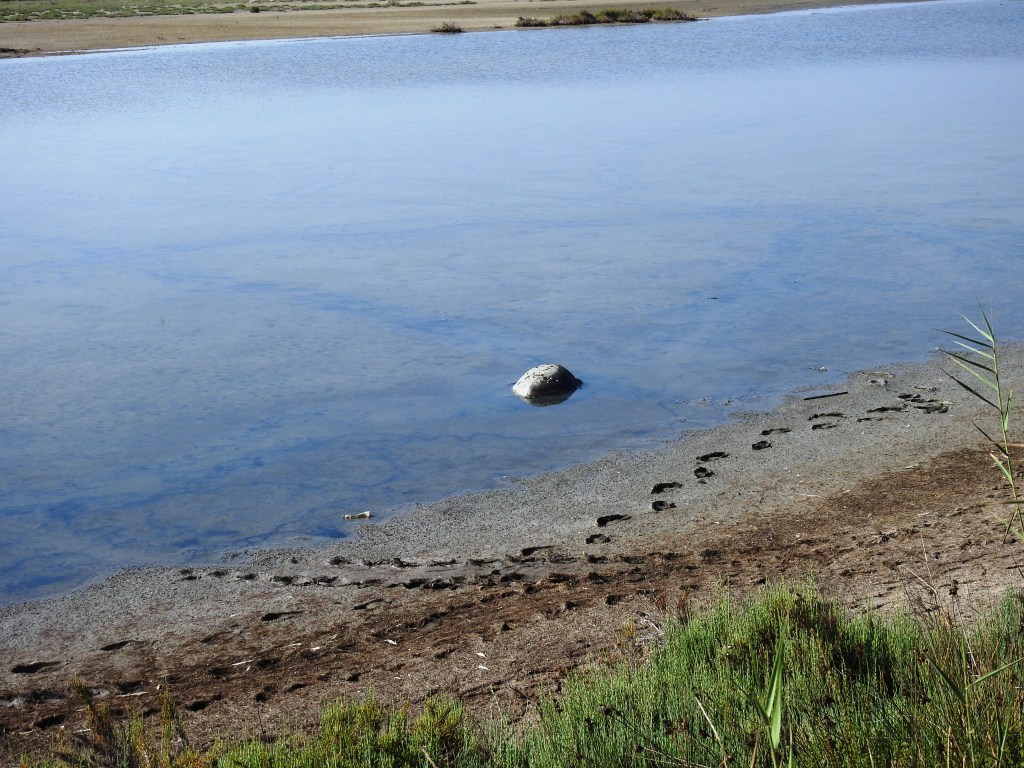 Αλυκές Λεχαινών: Η Caretta – caretta που δεν τα κατάφερε…