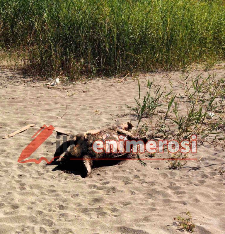 Απομακρύνθηκε η νεκρή caretta-caretta από την παραλία της Μπούκας Κορακοχωρίου