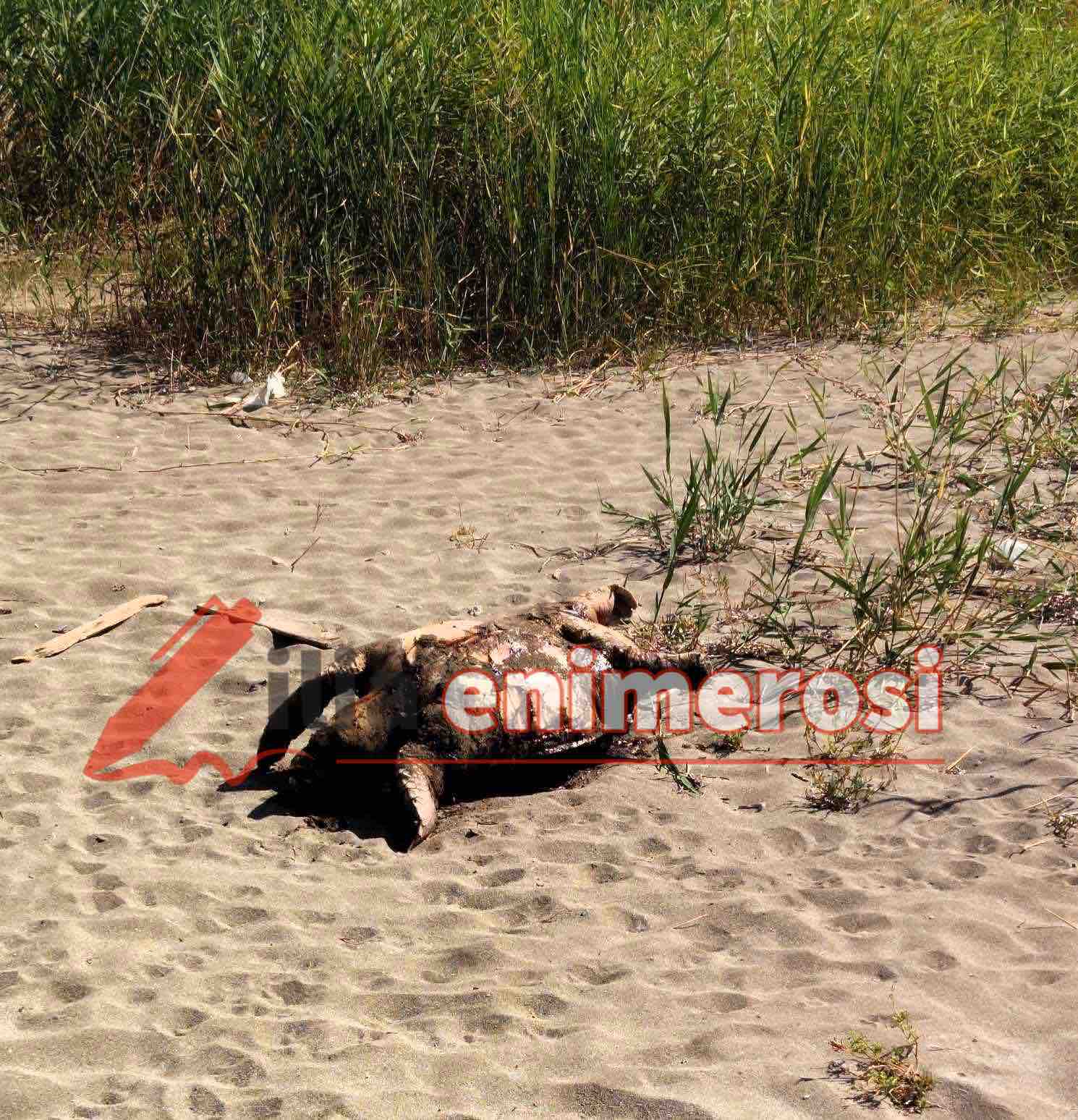 Απομακρύνθηκε η νεκρή caretta-caretta από την παραλία της Μπούκας Κορακοχωρίου