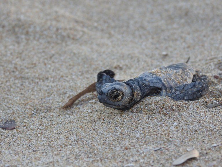 <strong>Caretta caretta: Καταγραφή της ωοτοκίας στις αμμώδεις παραλίες της Δυτικής Ελλάδας</strong>