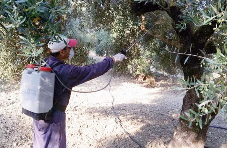 Π.Ε. Hλείας: Πρόγραμμα Δακοκτονίας για Τετάρτη 14 και Πέμπτη 15 Ιουλίου