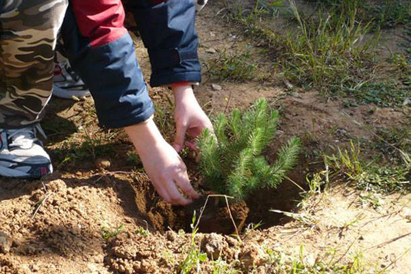 Αρχαία Ολυμπία: Αναβάλλεται η δενδροφύτευση στον λόφο της Γαλανής