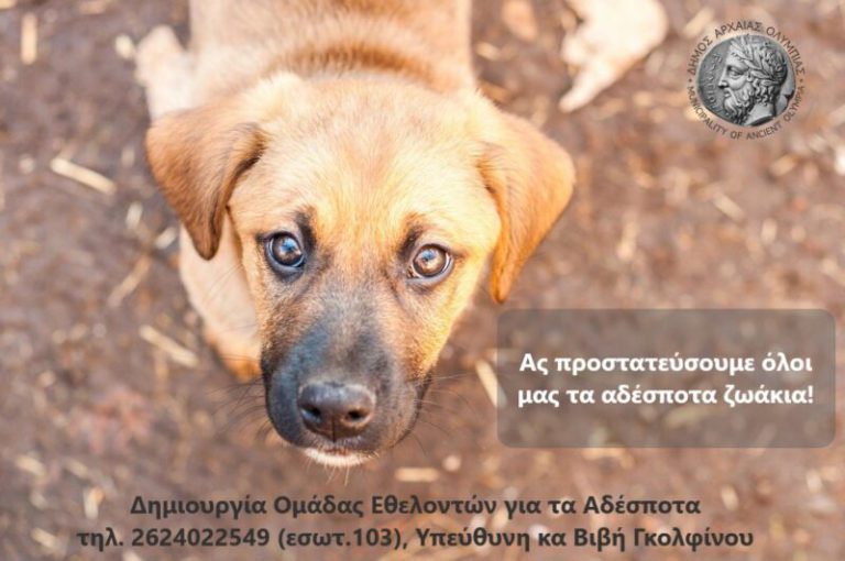 Δήμος Aρχαίας Ολυμπίας: Δημιουργείται ομάδα εθελοντών για τα αδέσποτα