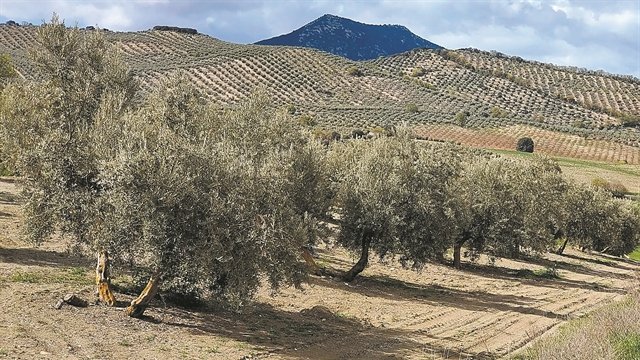 Ισπανία: Εκτίναξη έως 60% των τιμών ελαιολάδου λόγω ξηρασίας - 17