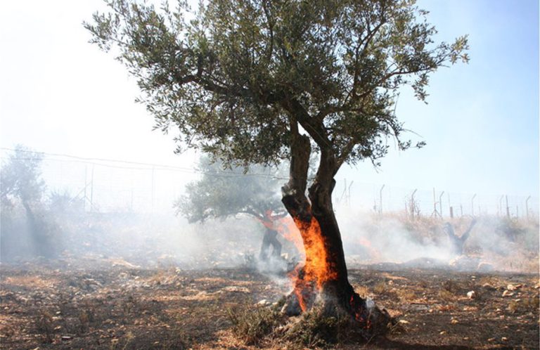 Aρχαία Ολυμπία: Ενημέρωσαν τους ελαιοπαραγωγούς για σημαντικά ζητήματα σχετικά με τις κρατικές ενισχύσεις
