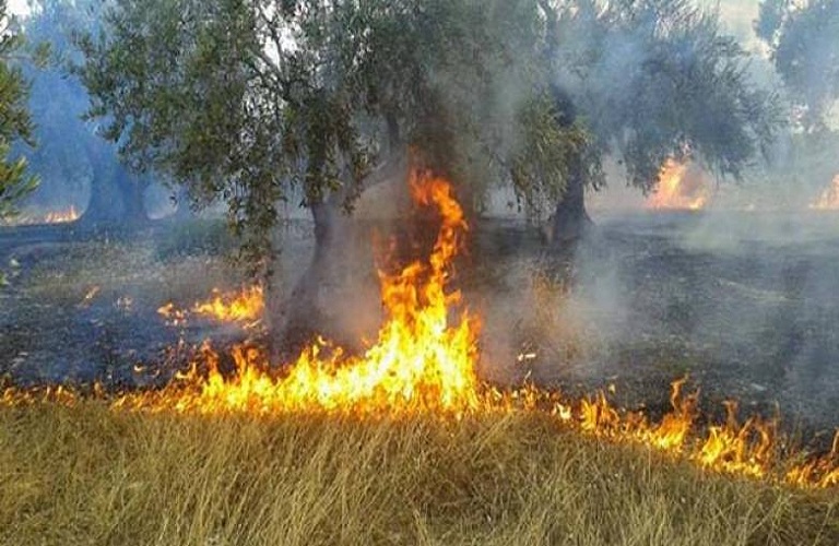 Ενισχύσεις-Ηλεία: Πώς θα αποζημιωθούν οι πυρόπληκτες δενδρώδεις καλλιέργειες
