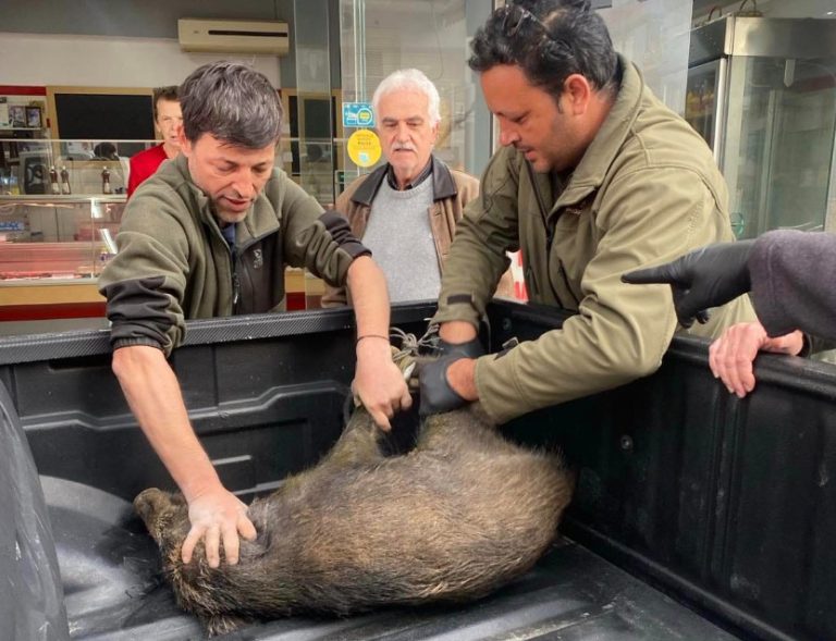 Καλαμάτα: Αγριογούρουνο... έκοβε βόλτες ξημερώματα στο κέντρο της πόλης