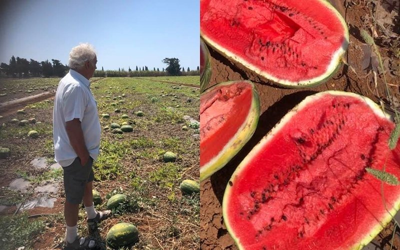 Δήμος Πηνειού: Ο καύσωνας κατέστρεψε ολοκληρωτικά καλλιέργειες καρπουζιού