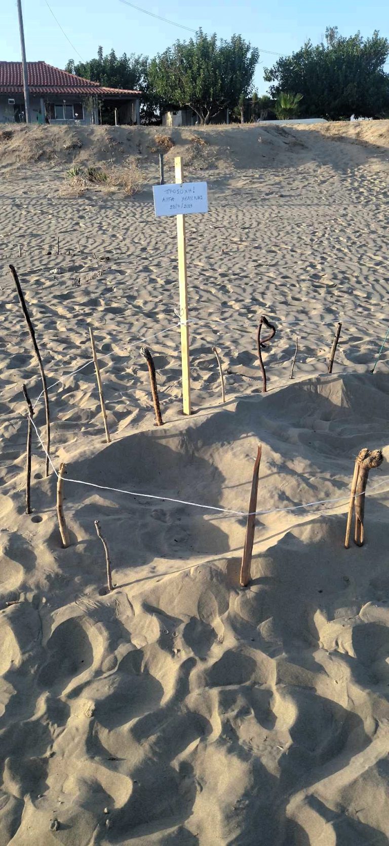 Καβούρι Κατακόλου: Μια ακόμα καρέτα-καρέτα «άφησε» τα αυγά της στην παραλία (εικόνες)