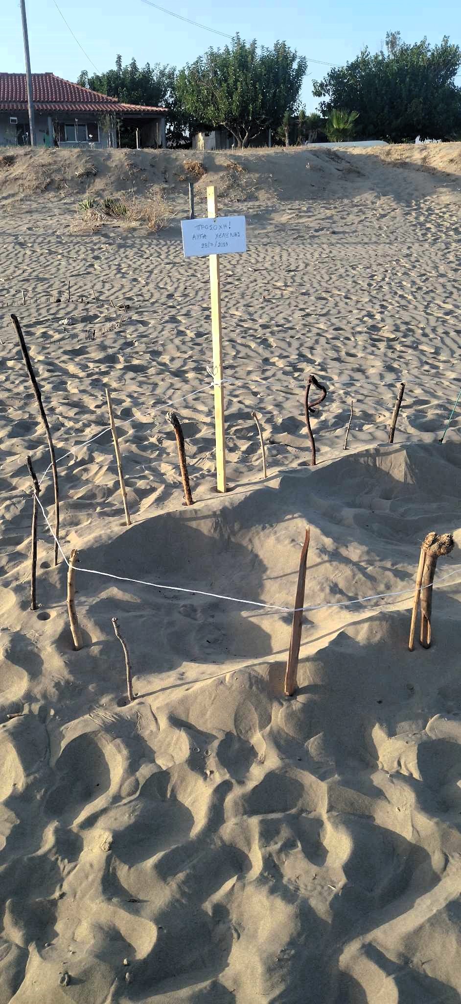 Καβούρι Κατακόλου: Μια ακόμα καρέτα-καρέτα «άφησε» τα αυγά της στην παραλία (εικόνες)