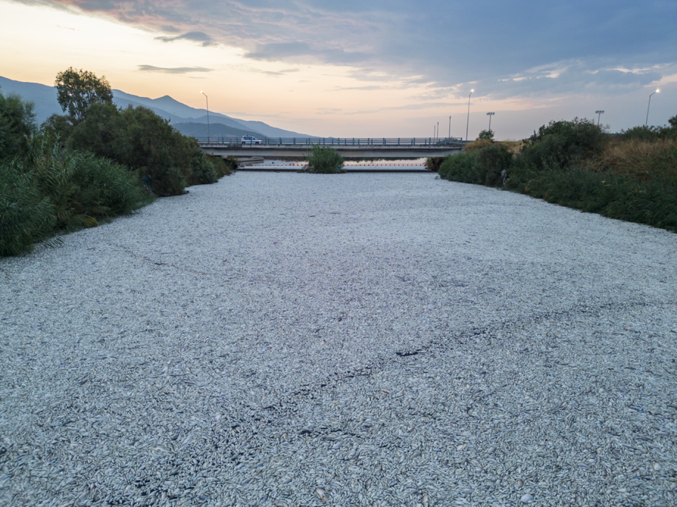 Βόλος: Απίστευτες εικόνες από drone δείχνουν «θάλασσα» νεκρών ψαριών στον χείμαρρο Ξηριά (video + pics)