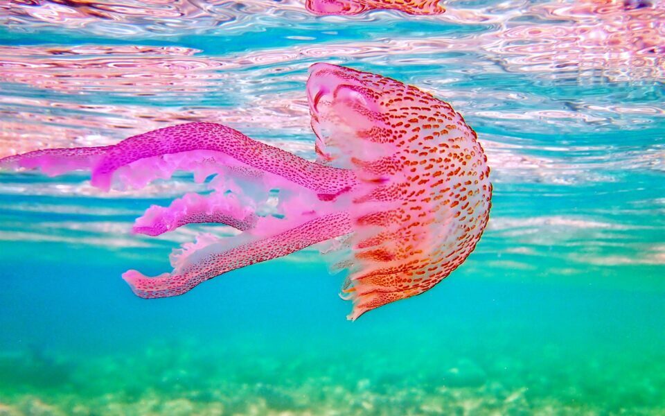 Ακόμα ένα καλοκαίρι με μέδουσες;