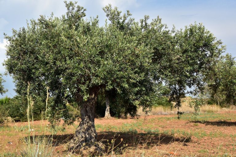 Ελιά: Πώς θα προστατέψετε τα δέντρα το χειμώνα