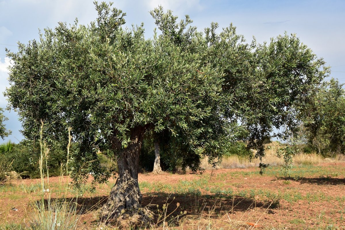 Ελιά: Πώς θα προστατέψετε τα δέντρα το χειμώνα