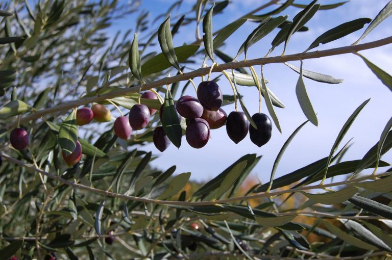 Ελιά: Ποια η σχέση της καλλιέργειας της με την κλιματική αλλαγή