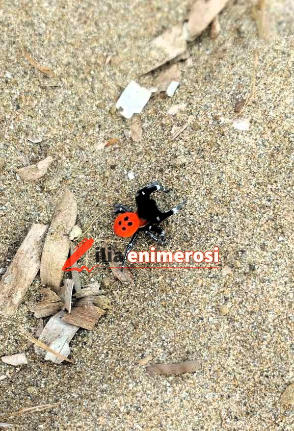 H αράχνη-πασχαλίτσα (Ladybird spider) ζει και στην Hλεία και δεν είναι απειλούμενο είδος