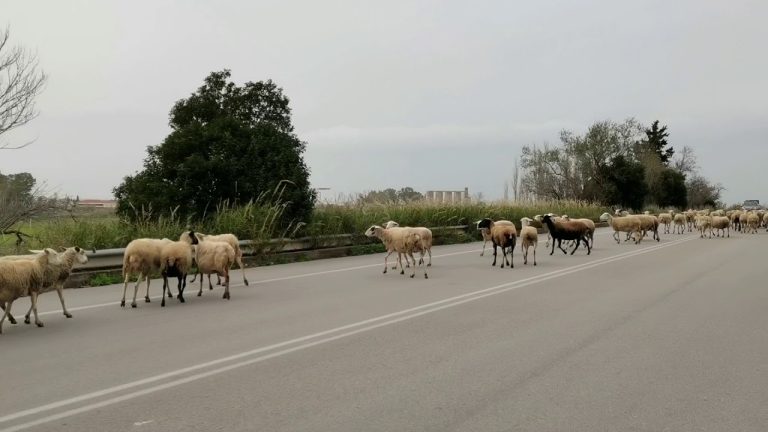 Aγρίνιο: Πέρασαν το κοπάδι με πρόβατα μέσα στην εθνική οδό και προκάλεσαν τροχαίο – Δύο συλλήψεις