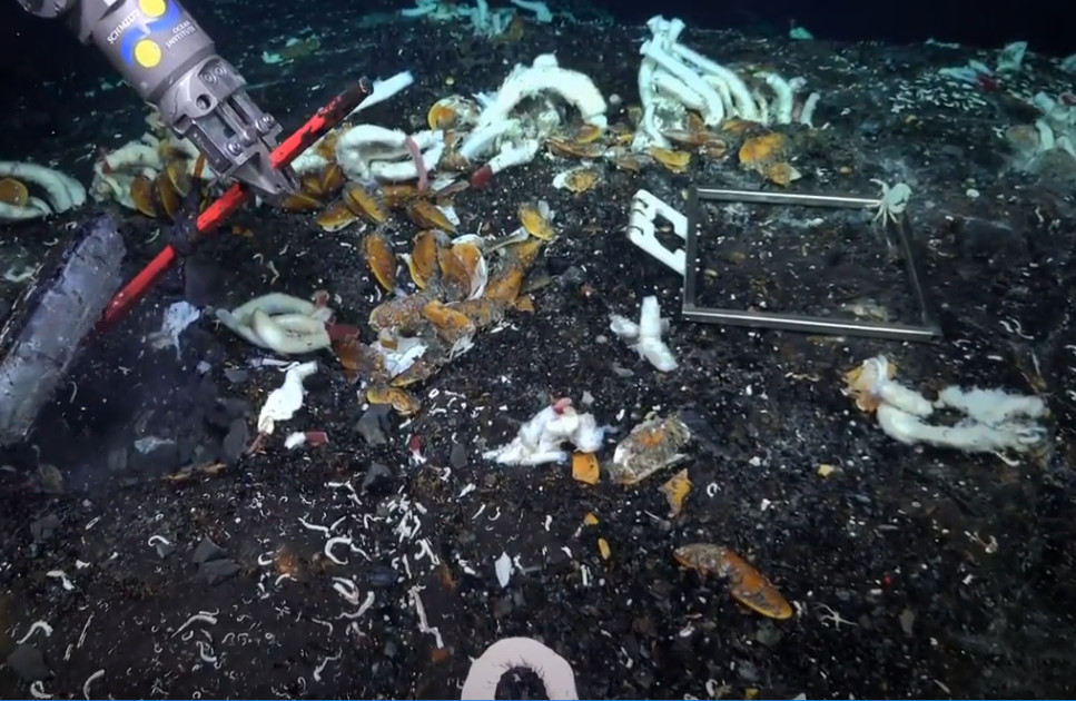 Σκουλήκια: Τα γιγαντιαία πλάσματα που γεννιούνται στα έγκατα της Γης – Tι ανακάλυψαν στον Ειρηνικό; (video)