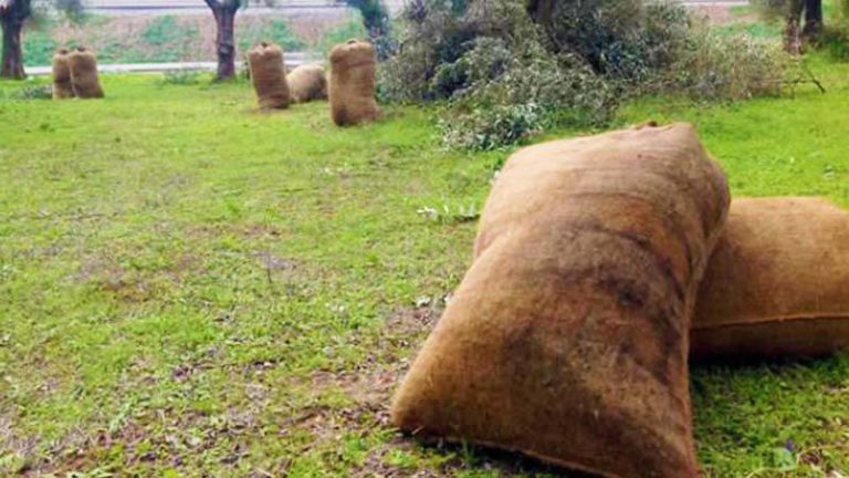 Γαργαλιάνοι: Αγρότης προσφέρει αμοιβή 1.000 ευρώ σε όποιον βρει τους δράστες που του έκλεψαν τσουβάλια με ελιές 