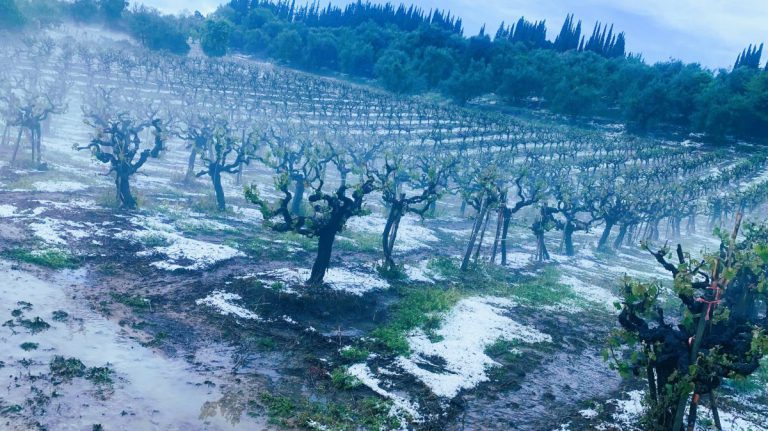 Ηλεία-Χαλαζόπτωση: Αποστολή γεωπόνων την Τετάρτη για τις πρώτες εκτιμήσεις