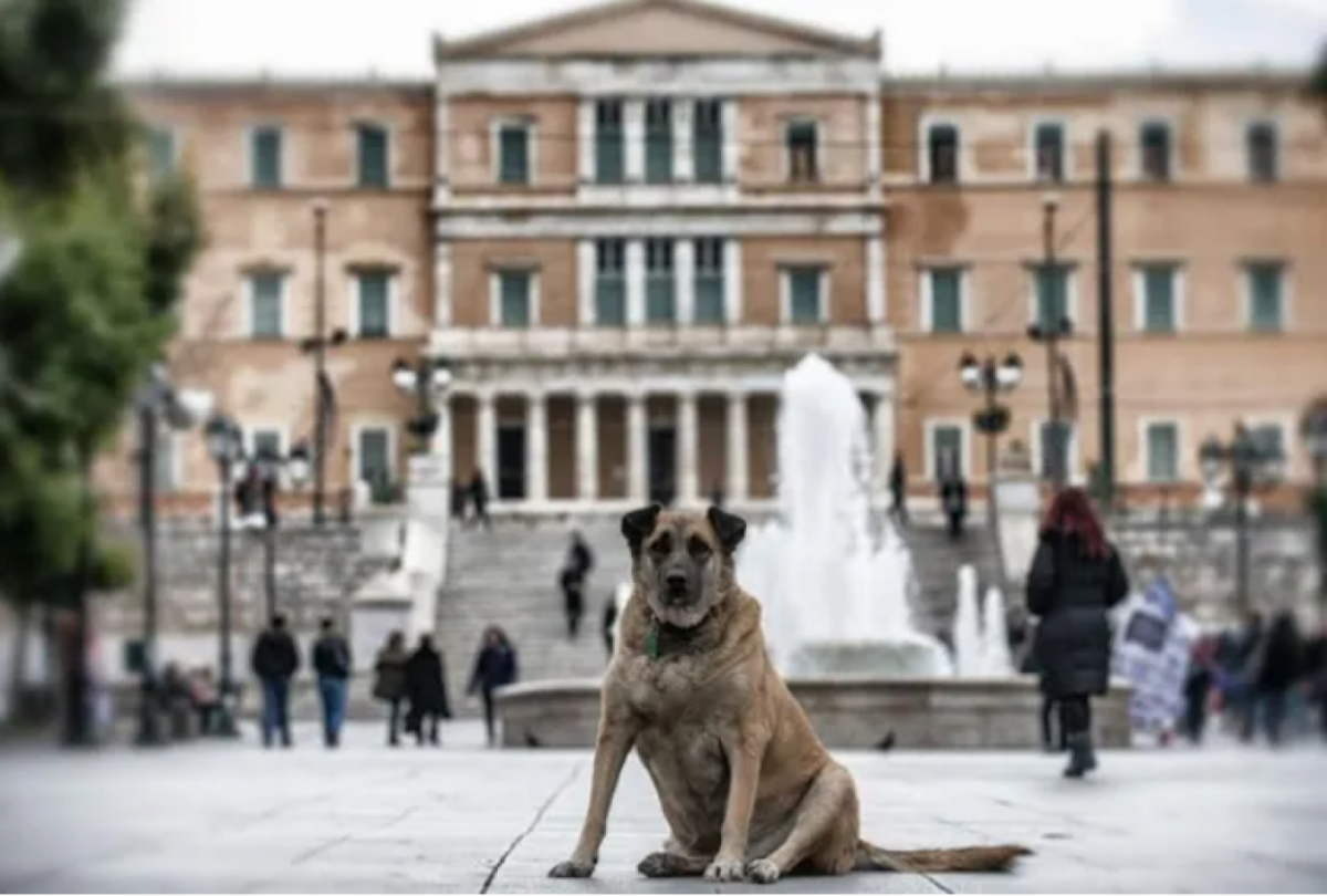 Πύργος: Σκύλος επιτέθηκε σε γυναίκα και σκότωσε το σκυλάκι της… πάει «περίπατο» η υπεύθυνη ιδιοκτησία