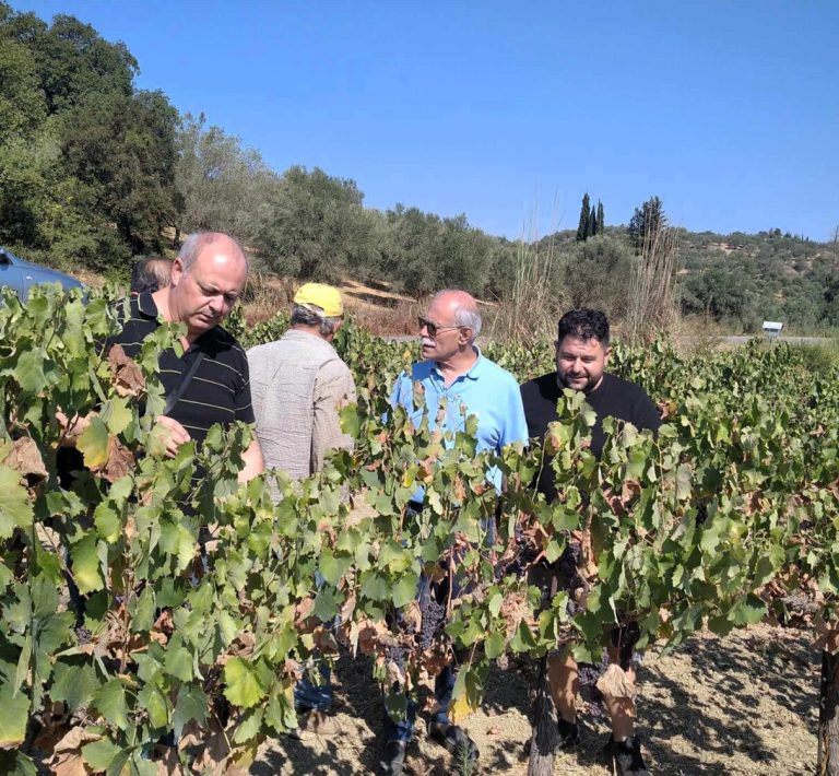 Πύργoς: Μεγάλες καταστροφές σε σταφίδα και αμπέλια