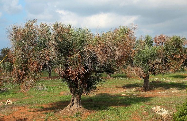 EFSA: Σε καλό δρόμο η έρευνα για τη Xylella fastidiosa – «Κλειδί» η έγκαιρη ανίχνευση