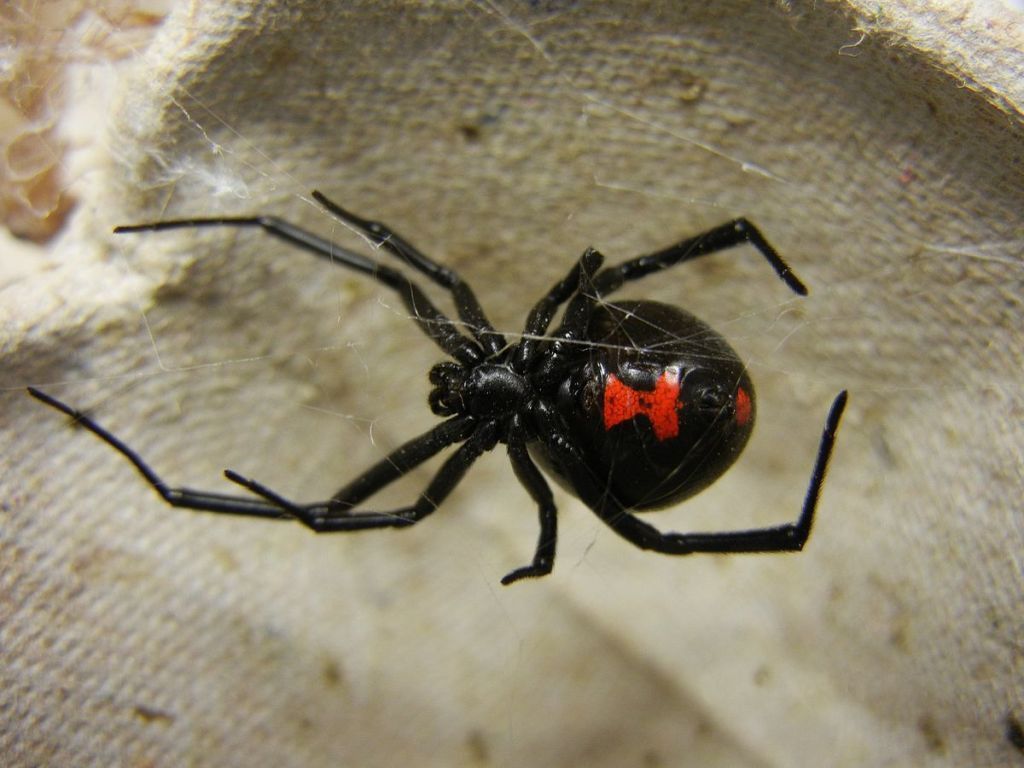 ARAXNH