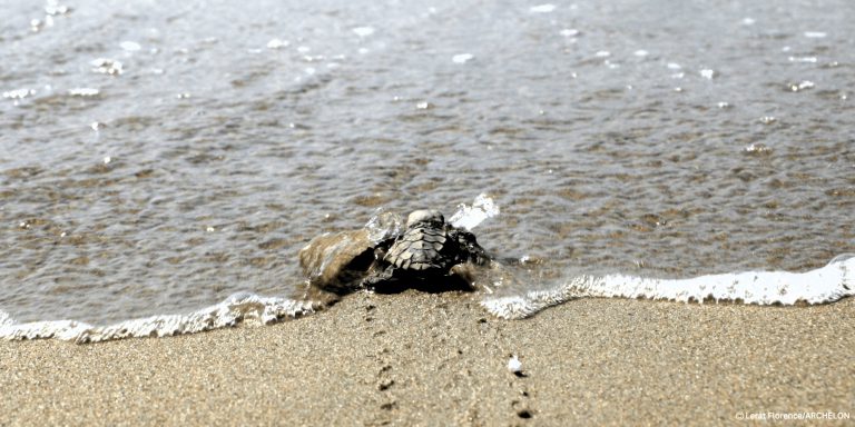 CARETTA_GENNHSEIS