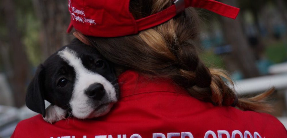 EES_DOGS_1